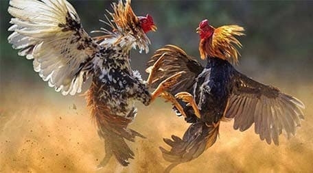 Các trò chơi cấp độ Haywin và đặc điểm của chúng - Haywin