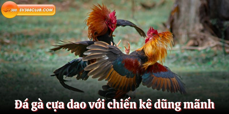 Df999 hiện có văn phòng nào tại Việt Nam không? - Df999